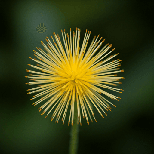 Biodiversidade da Mata Atlântica